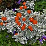 Solanum pseudocapsicum 'Variegata' - Oranjeboompje, Appeltje der liefde, Jeruzalemkers, koraalstruik