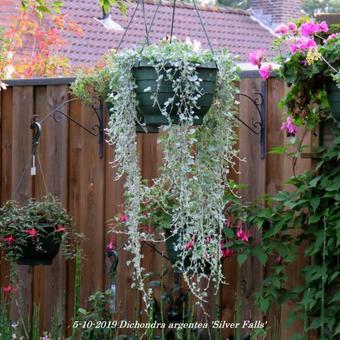 Dichondra argentea 'Silver Falls'