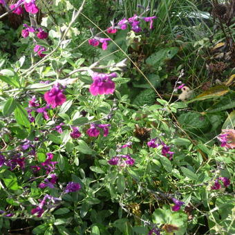 Salvia x jamensis 'Violette de Loire'