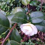 Camellia japonica 'Alba Simplex' - Camelia