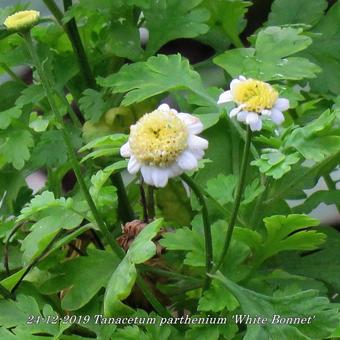 Tanacetum parthenium 'White Bonnet'