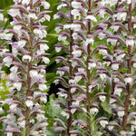 Acanthus mollis - Stekelige berenklauw - Acanthus mollis