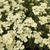 Achillea millefolium 'Alabaster'