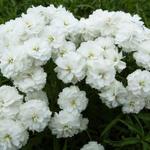 Achillea ptarmica 'Perry's White' - Duizendknoop