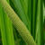 Acorus calamus