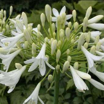Agapanthus 'Headbourne hybrids' White