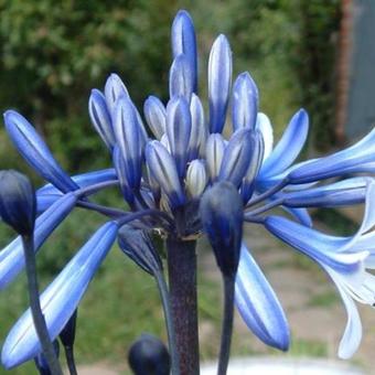 Agapanthus ‘African Queen’