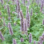 Agastache foeniculum - Dropplant, Anijsplant