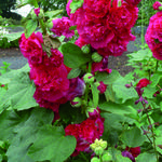 Alcea rosea 'Chater's Double Red' - Stokroos