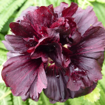Alcea rosea 'Chater's Double Violet'