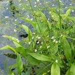 Alisma plantago-aquatica - Grote waterweegbree