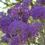 Allium hollandicum 'Purple Sensation' - Sierui