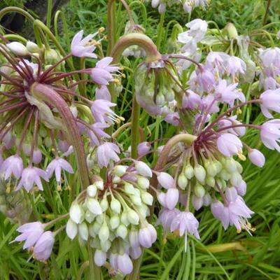 Amerikaanse look - Allium cernuum 'Hidcote'