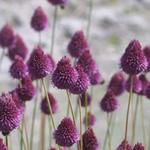 Allium sphaerocephalon - Trommelstokje, kalklook, kogellook
