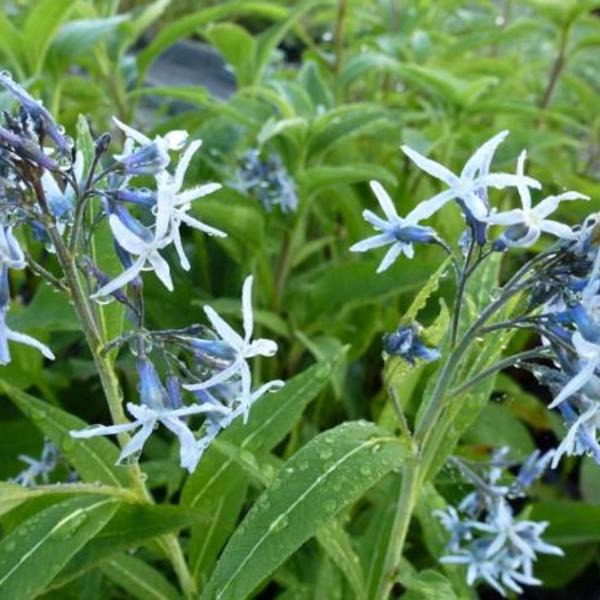 Blauwe ster / stermaagdenpalm - Amsonia tabernaemontana