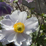 Anemoon - Anemone 'Dreaming Swan'