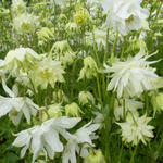 Aquilegia vulgaris 'White Barlow' - Akelei - Aquilegia vulgaris 'White Barlow'