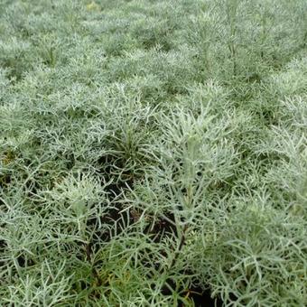 Artemisia 'Canescens'