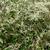 Artemisia lactiflora 'Guizhou'