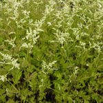 Artemisia lactiflora 'Jim Russel' - Alsem