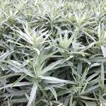Artemisia ludoviciana 'Silver Queen' - Westerse bijvoet - Artemisia ludoviciana 'Silver Queen'