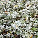 Artemisia stelleriana - Bijvoet