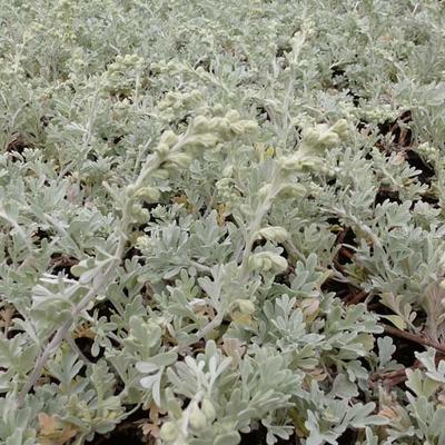 Bijvoet - Artemisia stelleriana 'Boughton Silver'