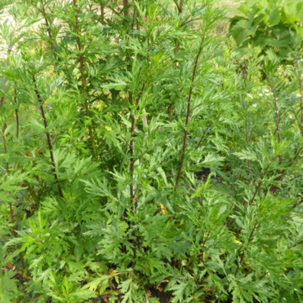 Bijvoet Artemisia vulgaris - Vaste planten - Planten online kopen |