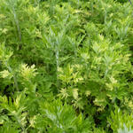 Artemisia vulgaris 'Oriental Limelight' - Bijvoet, alsem