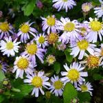 Aster - Aster ageratoides 'Asmoe'