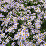 Aster ageratoides 'Asran' - Aster