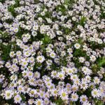 Aster ageratoides 'Stardust' - Aster