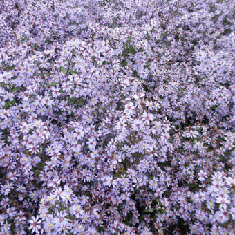 Aster cordifolius 'Blütenregen'