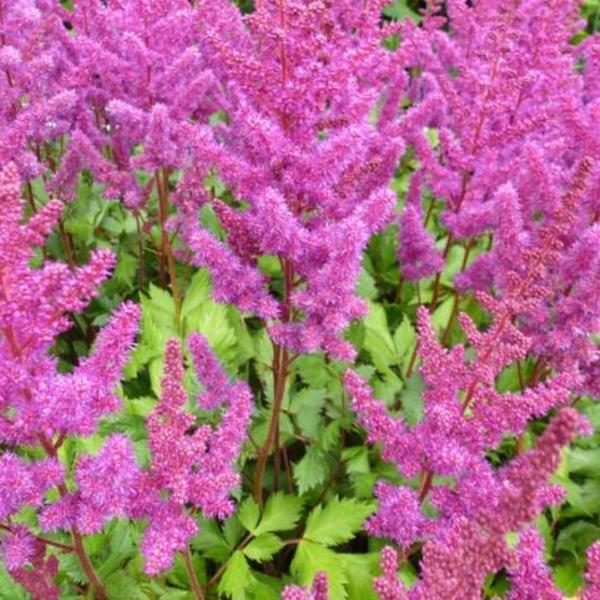 Pluimspirea - Astilbe chinensis 'Vision in Red'