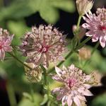 Astrantia major 'Primadonna' - Zeeuws knoopje - Astrantia major 'Primadonna'