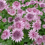 Astrantia major 'Roma' - Zeeuws knoopje