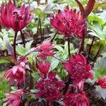 Zeeuws knoopje - Astrantia major 'Ruby Wedding'