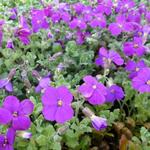 Aubrieta 'Cascade Purple' - Randjesbloem - Aubrieta 'Cascade Purple'