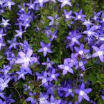 Campanula poscharskyana - Servisch klokje - Campanula poscharskyana