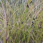 Carex dipascea - Zegge