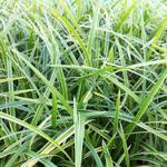 Carex morrowii 