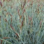 Carex panicea - Blauwe zegge