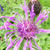 Centaurea 'Caramia'