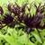 Centaurea montana 'Black Sprite'
