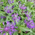 Centaurea montana 'Violetta' - Blauwe strobloem