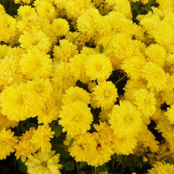 Chrysanthemum indicum 'Citronella'