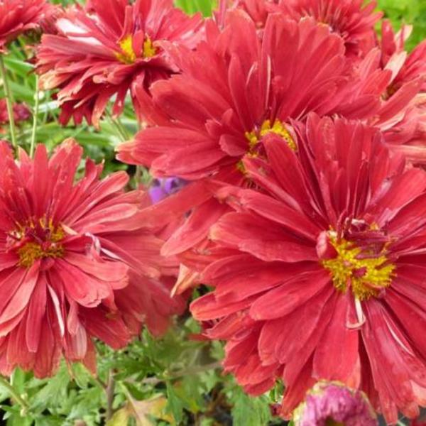 Chrysanthemum rubellum  'Duchess of Edinburgh'