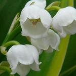 Convallaria majalis 'Hardwick Hall' - Meiklokje