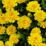 Coreopsis grandiflora 'Early Sunrise' - Meisjesogen