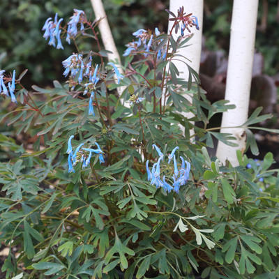 Helmbloem - Corydalis flexuosa 'Porcelain Blue'